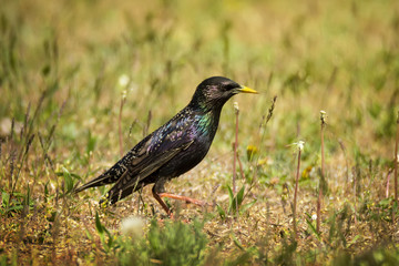 Single Common starling bird in green grass