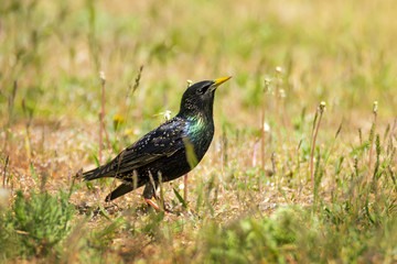 Single Common starling bird in green grass