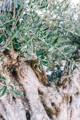 Branch of olive tree