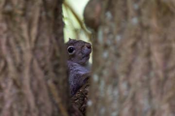 Obraz premium Squirrel Peekaboo
