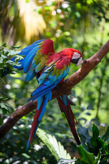 Beautiful macaw on the tree