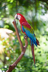 Beautiful macaw on the tree