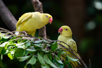 Two yellow parrots on the tree