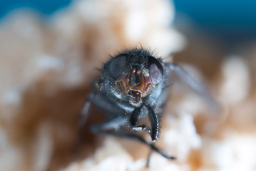 The housefly (Musca domestica) 