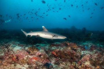 Shark swimming in the wild among fish and marine life