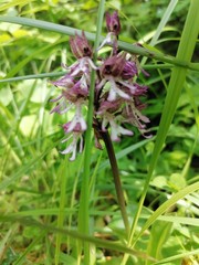 orchidée sauvage  