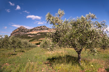 Obraz premium Olive trees dancing in the wind and the characteristic land formation found in Patrimonio, Corsica in the background