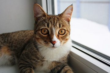 Close view of cat on a windowsill near the window