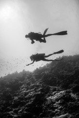 Fototapeta premium Black and white silhouette of divers swimming in clear blue water around a coral reef