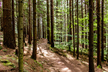 Ukraine. Summer landscape. Forest in the mountains. The sun's rays break through the crowns of trees.