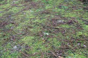 vegetation at le cap-ferret in france 