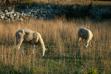 Obraz na płótnie Canvas Sheep on a dry summer field