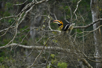 The great hornbill also known as the concave casqued hornbill, great Indian hornbill or great pied...