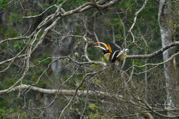 The great hornbill also known as the concave casqued hornbill, great Indian hornbill or great pied...