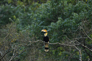 The great hornbill also known as the concave casqued hornbill, great Indian hornbill or great pied...