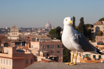 Seagull in the historical city of Rome, Italy.
