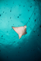 Fototapeta premium Eagle ray swimming in blue water surrounded by small fish