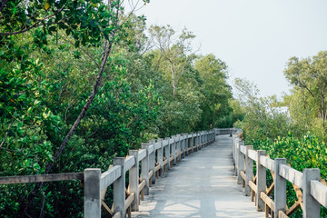 Fototapeta premium walking path in mangrove forrest in Bangkok