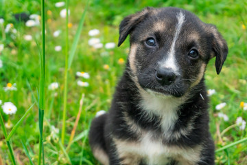 Cute, shy, dark puppy with a white stripe on his head sitting and looking in the camera in the green garden full of dandelions.