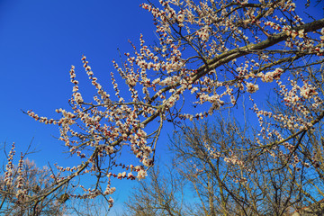 beautiful twigs of flowering trees in spring