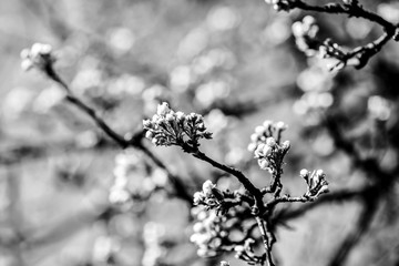 beautiful twigs of flowering trees in spring