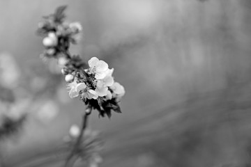 beautiful twigs of flowering trees in spring