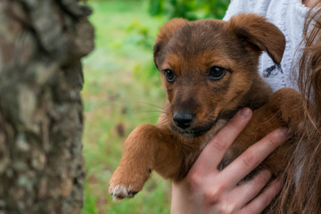 Little curious, cute, brown and black puppy enjoying his time in the green garden.