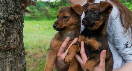 Two little, brown puppies are kept in female hands and looking around the garden.
