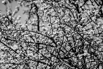 Fototapeta premium beautiful twigs of flowering trees in spring