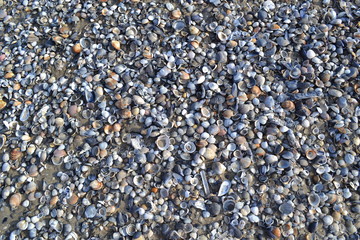 seeshels