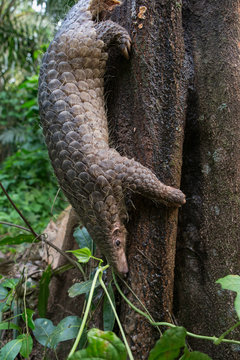 Pangolin