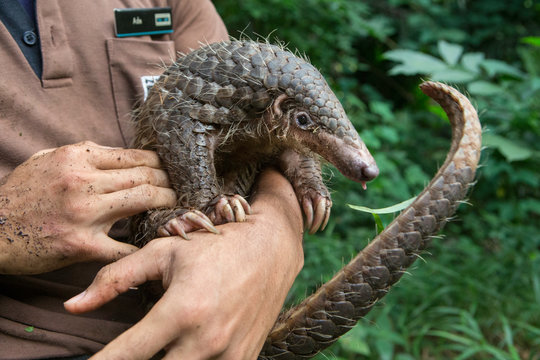 Pangolin