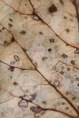 dry leaf of a banyan tree with beautiful pattern