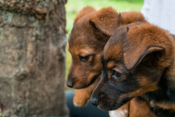 Two little, brown puppies are kept in female hands and looking around the garden.