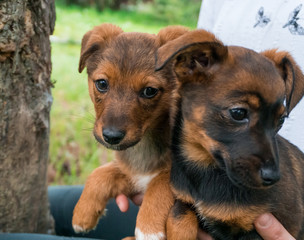Two little, brown puppies are kept in female hands and looking around the garden.