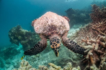 Hawksbill sea turtle swimming among coral reef with tropical fish