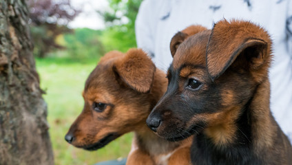 Two little, brown puppies are kept in female hands and looking around the garden.