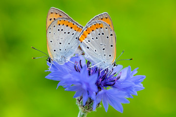큰주홍부전나비 짝짓기