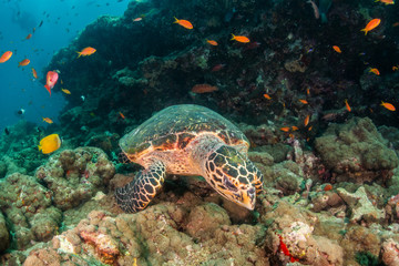 Hawksbill sea turtle swimming among coral reef with tropical fish