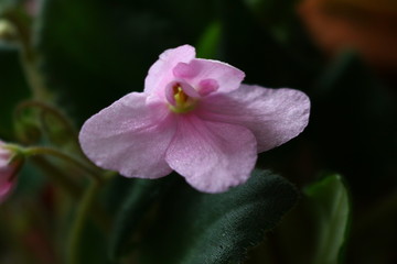 Wild violets are a pale pink color on the window of the apartment