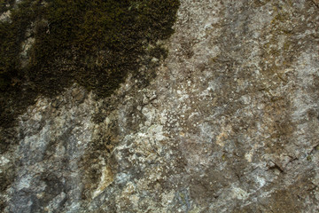 stone covered with moss