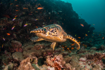 Hawksbill sea turtle swimming among coral reef with tropical fish