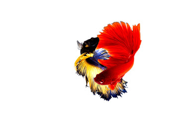 abstract Two siamese fighting fish on white background.