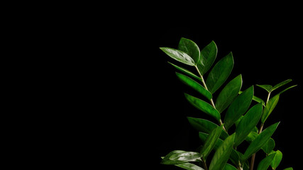 Zamioculcas Zamiifolia flower (dollar tree) isolated on black background. Beautiful green flower with drops of water close-up on a black background. Floral background. Modern houseplants Zamioculcas