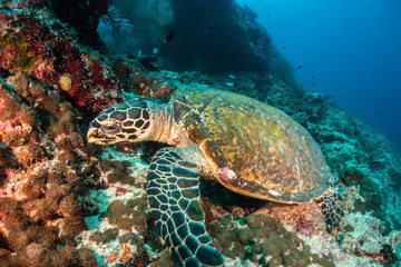Naklejka na ściany i meble Hawksbill sea turtle swimming among coral reef with tropical fish