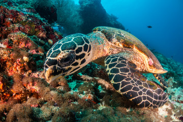 Naklejka na ściany i meble Hawksbill sea turtle swimming among coral reef with tropical fish