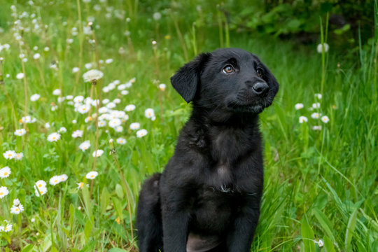 Curious and cute black puppy enjoying his time on the fresh grass full of flowers and looking somewhere