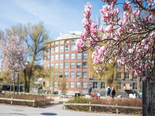 Flowering Magnolia during spring in Norrkoping, Sweden