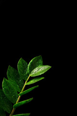 Zamioculcas Zamiifolia flower (dollar tree) isolated on black background. Beautiful green flower with drops of water close-up on a black background. Floral background. Modern houseplants Zamioculcas