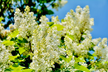 White lilac tree blossoming